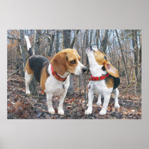 Póster Howling Beagle & Beagle Buddy en Woods Poster