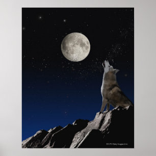 Póster Howling Wolf