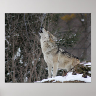 Póster Howling Wolf In Winter