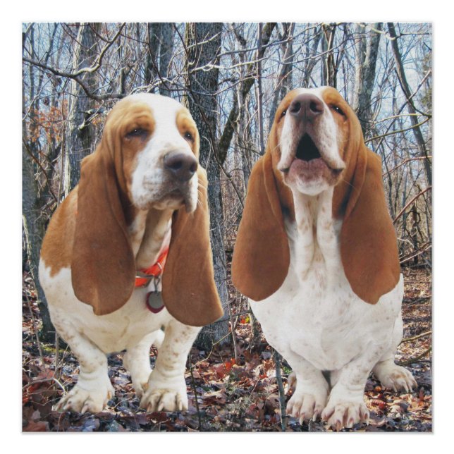 Poster Howset Hound Woodland (Anverso)
