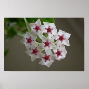 Póster Hoya lanceolata ssp. bella