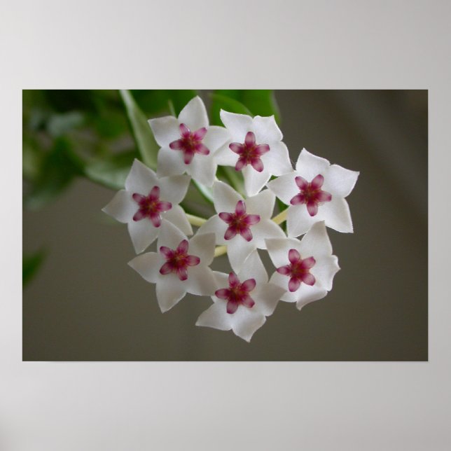 Póster Hoya lanceolata ssp. bella (Frente)