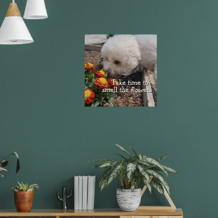 Póster Huele las flores 