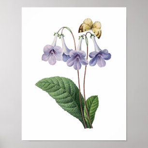 Póster Huella botánica de BLUE BELLS original de Redoute