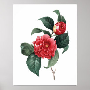Póster Huella botánica de CAMELIA original de Redoute