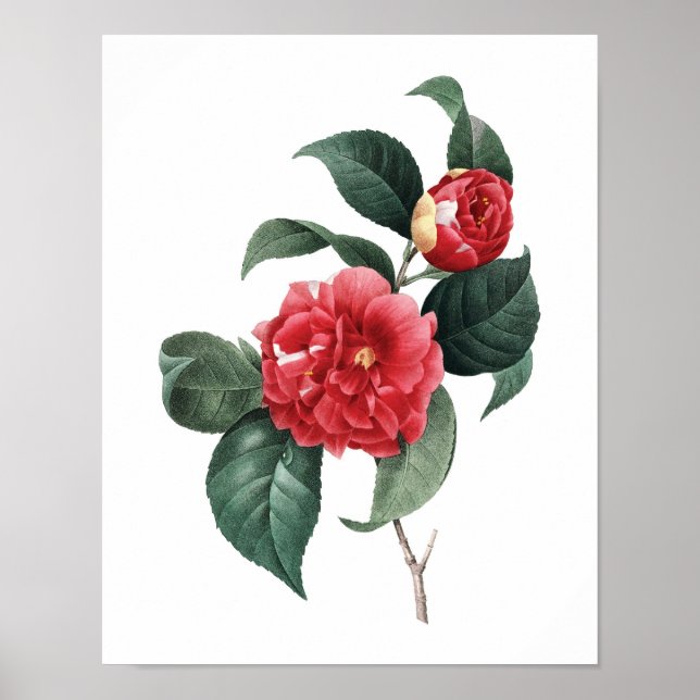 Póster Huella botánica de CAMELIA original de Redoute (Frente)
