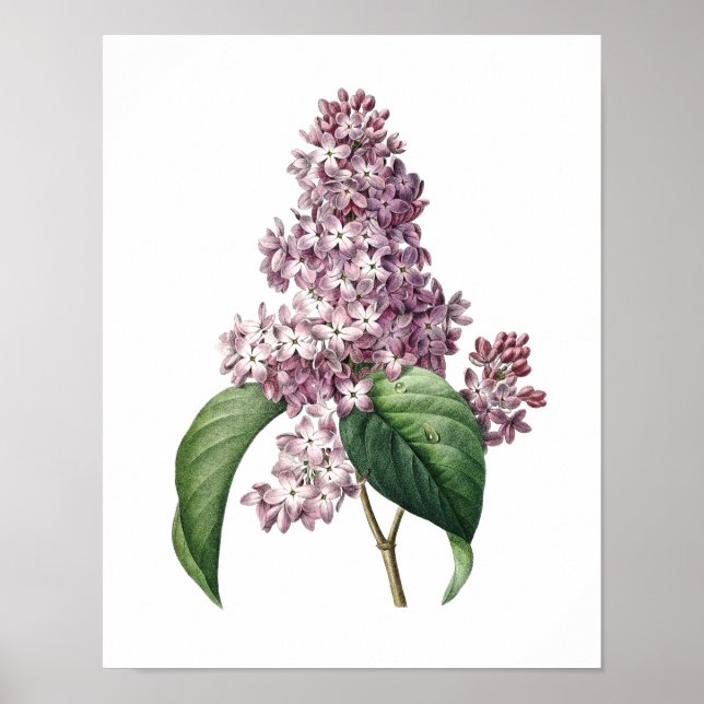Póster Huella botánica de LILAC original de Redoute (Frente)