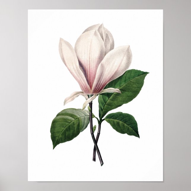 Póster Huella botánica de PINK MAGNOLIA de Redoute (Frente)