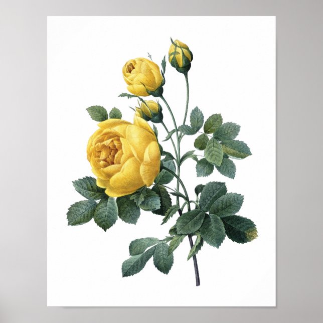 Póster Huella botánica de ROSE AMARILLO de Redoute (Frente)