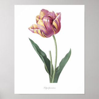 Póster Huella botánica de Tulip de mayor calidad