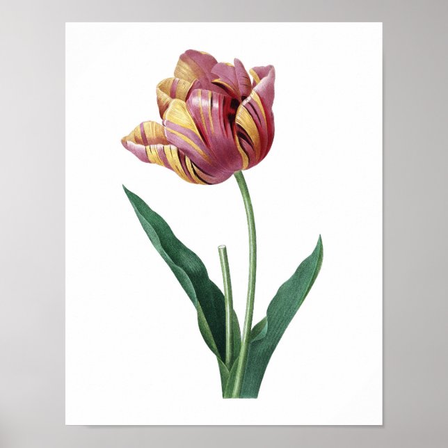 Póster Huella botánica de TULIP original de Redoute (Frente)