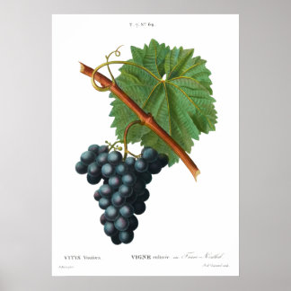 Póster Huella botánica vintage del Poster de vid de uva