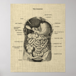 Póster Huella de anatomía gastrointestinal 1 Poster médic