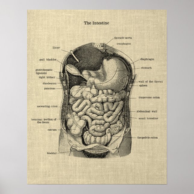 Póster Huella de anatomía gastrointestinal 1 Poster médic (Frente)