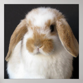 Póster Huella de bebé de Holanda