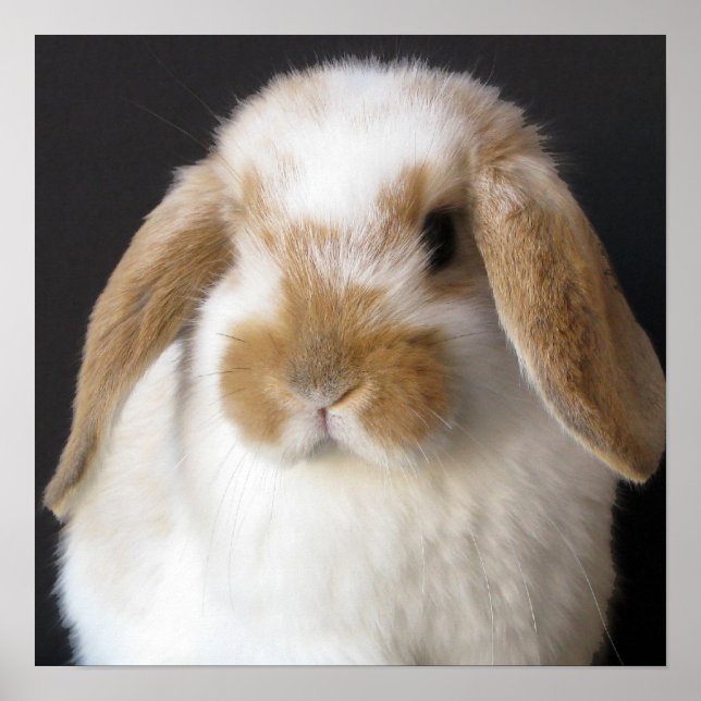 Póster Huella de bebé de Holanda (Frente)