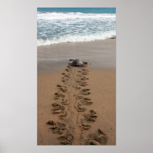 Póster Huella de caminatas de tortuga de Hawksbill