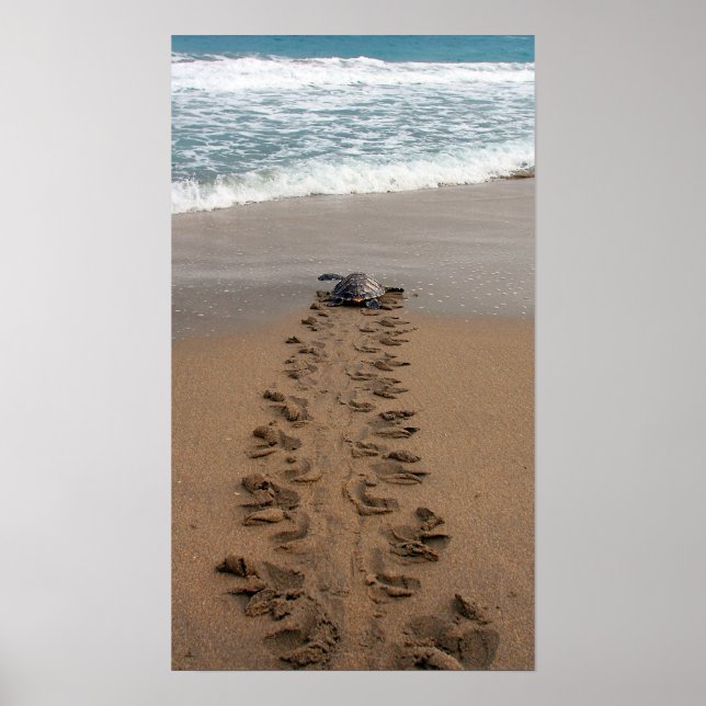 Póster Huella de caminatas de tortuga de Hawksbill (Frente)