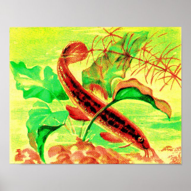 Póster huella de caprino (Frente)