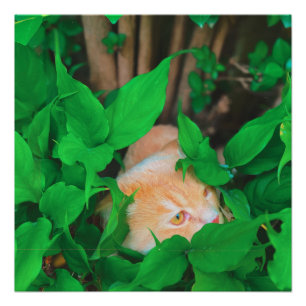 Póster Huella de fotos de gatos de peeking