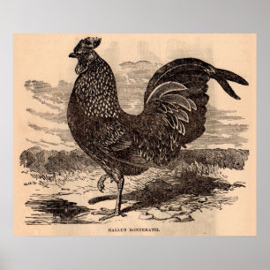 Póster Huella de galos del siglo XIX