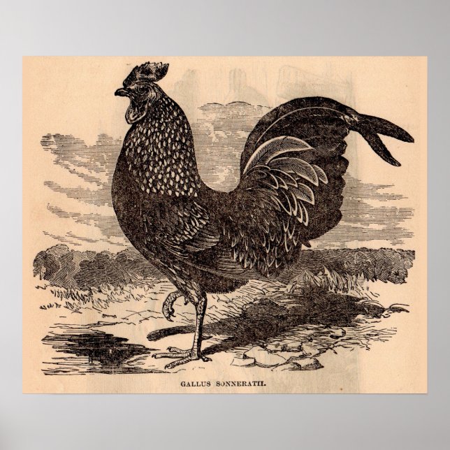 Póster Huella de galos del siglo XIX (Frente)