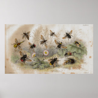 Póster Huella de litografía antigua de abejas