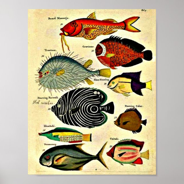 Póster huella de pescado antiguo (Frente)