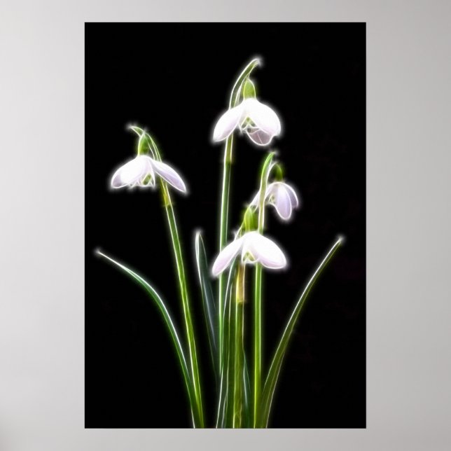 Póster Huella de Snowdrop (Frente)