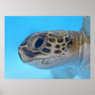 Póster Huella de tortuga del Mar Verde