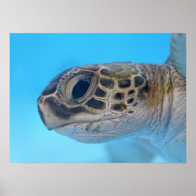 Póster Huella de tortuga del Mar Verde (Frente)