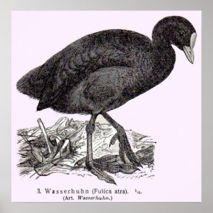 Póster huella de wasserhuhn o moorhen del siglo XIX