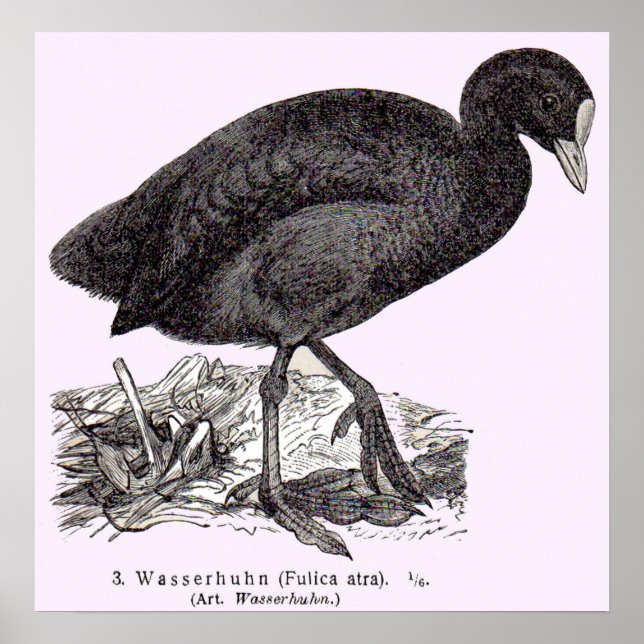 Póster huella de wasserhuhn o moorhen del siglo XIX (Frente)