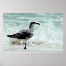 Póster huella poster de gaviota marina