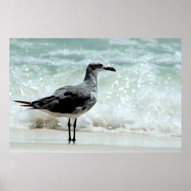 Póster huella poster de gaviota marina (Frente)