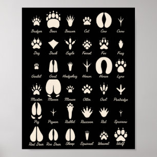 Póster Huellas de animales Animales comunes y huellas de 