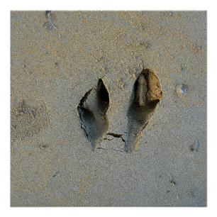 Póster Huellas de Wallaby en arena