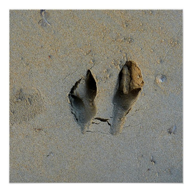 Póster Huellas de Wallaby en arena (Anverso)