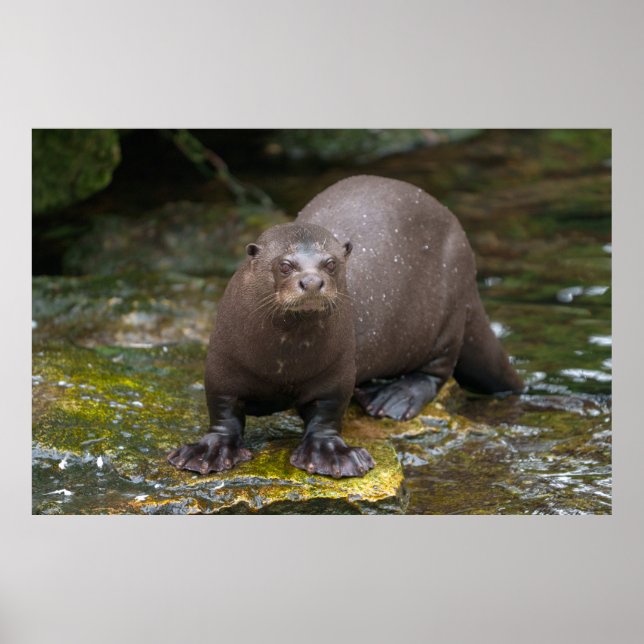 Póster Huellas gigantes de Otter (Frente)