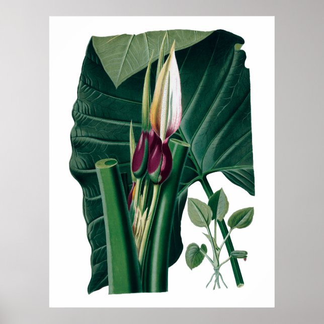 Póster Huellas grandes tropicales con huella botánica (Frente)