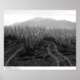 Póster Huertos en Banning Heights, Monte San Jacinto, 196