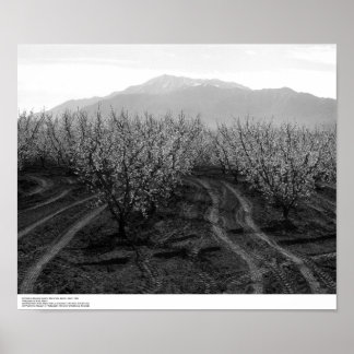 Póster Huertos en Banning Heights, Monte San Jacinto, 196