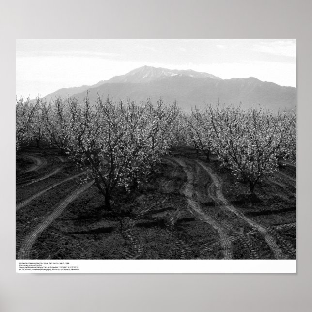 Póster Huertos en Banning Heights, Monte San Jacinto, 196 (Frente)