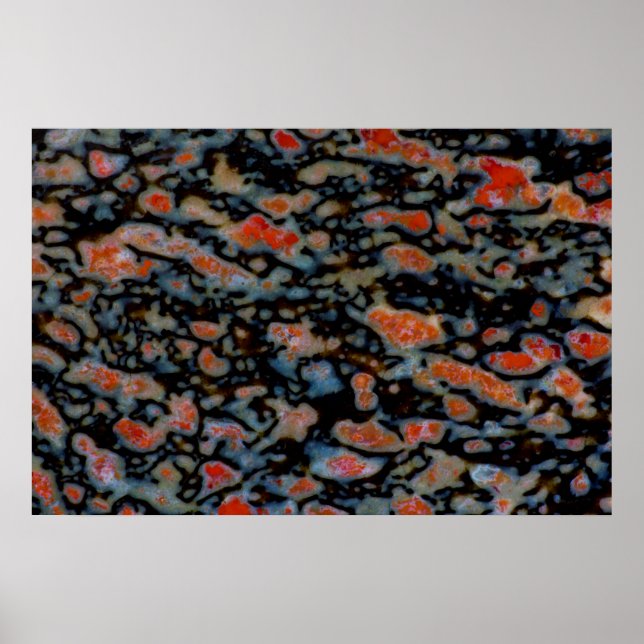 Póster Hueso de Dinosaurio Petrificado colorido (Frente)