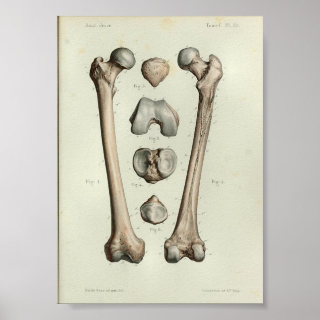 Póster Hueso Femur De Anatomía Vintage De 1844 (Frente)