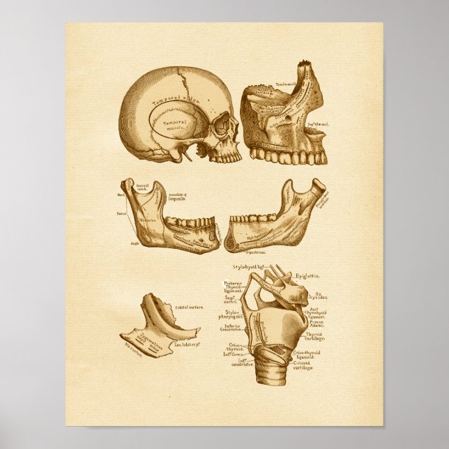 Póster Huesos de Ilustracion de anatomía de época de crán (Frente)