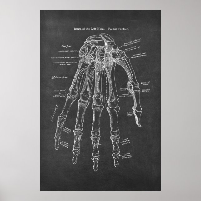 Póster Huesos de la anatomía de la superficie del Palmar  (Frente)