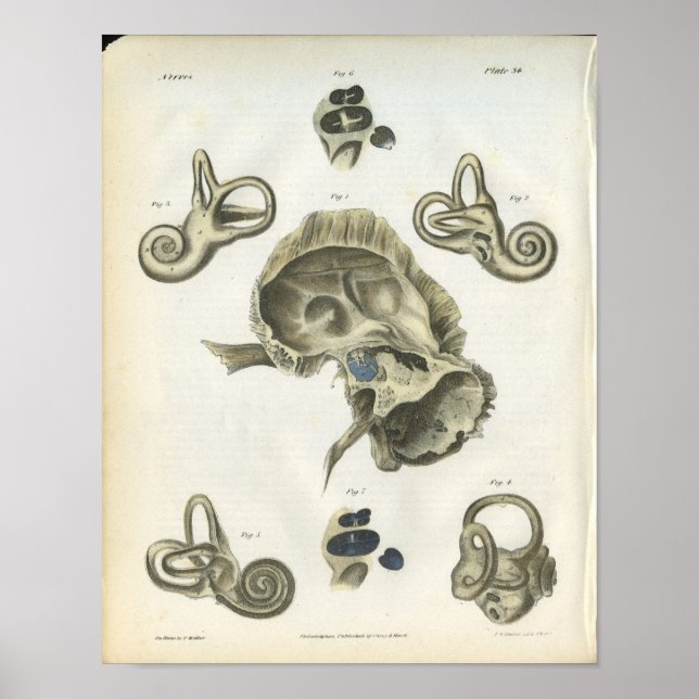 Póster Huesos de la Anatomía de Oro (Frente)
