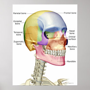 Póster Huesos de la cabeza y del cuello 3