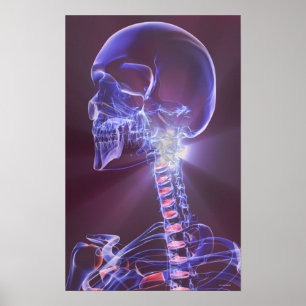 Póster Huesos de la cabeza y del cuello 5